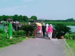 -荷塘月色湿地公园·向阳花洲