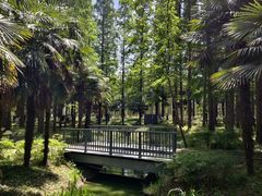 -黄海国家森林公园