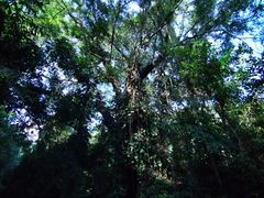 -莫里热带雨林景区