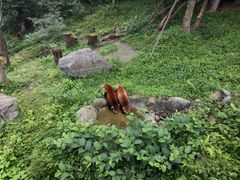 -都江堰中华大熊猫苑
