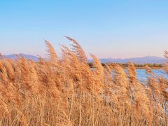 -野鸭湖国家湿地公园