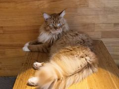 -喵屿·大理花园猫咖