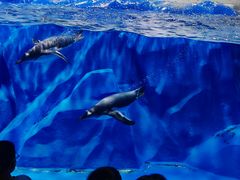 -石家庄极地海洋世界