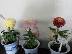 -杭州植物园