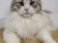 -柴迷FANS CLUB·柴犬狗咖·猫咖