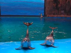 -芜湖新华联大白鲸海洋公园