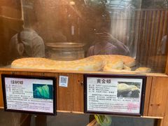 -上海大自然野生昆虫馆(东方明珠·爬宠昆虫探索中心)