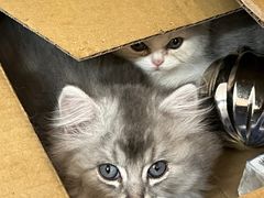 -猫咪派对(江南西店)