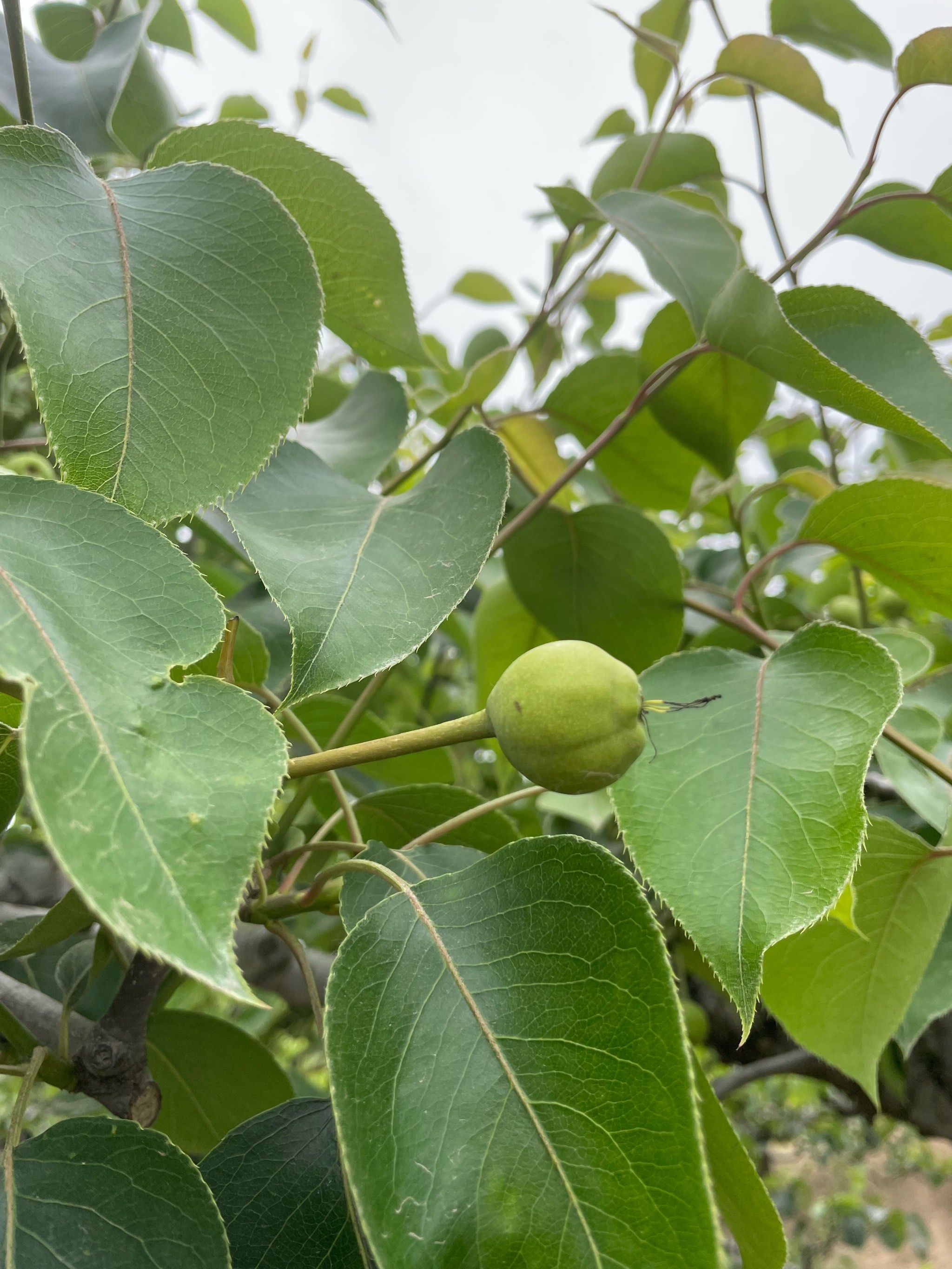90梨子被我看到了,他还在生长呀96秋天就可以成熟了啊
