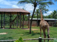 -海南热带野生动植物园