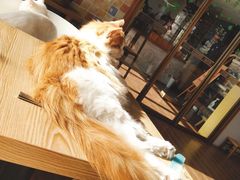 -猫的茶·猫咖