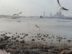 -前海沿·青岛菜(大拇指广场石老人店)