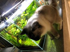 -浣熊柯尔鸭土拨鼠·电玩咖