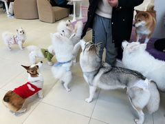 -怪兽屋·羊驼·猫咖·狗咖(俊华广场店)