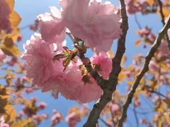 -高东镇樱花园