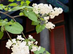 -北京国子监胡同