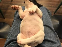 -柯斗斗主题餐厅·狗咖·围炉煮茶·茶饮(国瑞升平里店)