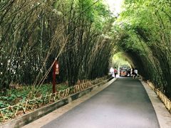 景点-成都大熊猫繁育研究基地
