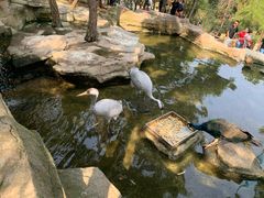 -燕塞湖鸟语林景区