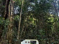 -霸王岭国家森林公园