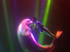 -芜湖新华联大白鲸海洋公园