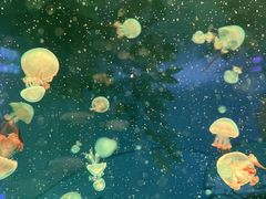 -秦皇岛新澳海底世界
