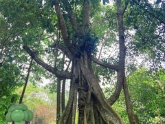 -中国科学院西双版纳热带植物园