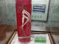 -广东中医药博物馆