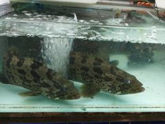 -班赞海鲜市场