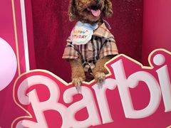 -百好乐宠物友好餐厅(朝外大街店)