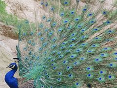 -青藏高原野生动物园