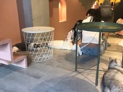 -猫儿山۰猫主题餐厅