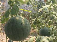 -庞各庄西瓜蔬菜采摘园·锦华瓜园