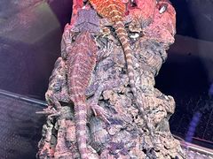 -酷以爬仙阁实体爬宠店·守宫·蜥蜴·专业繁育