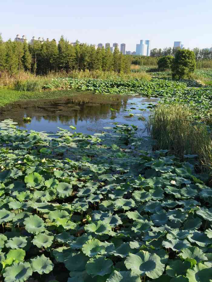 南昌青山湖区艾溪湖图片