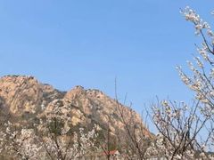 -渡海小渔村.老辈日照菜
