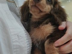 -萌宠之家·腊肠犬·马尔泰·小体犬舍