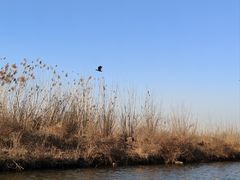 -池杉湖湿地公园