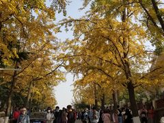 -八大关景区