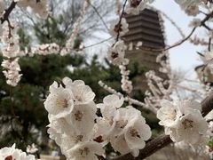 -玲珑塔公园
