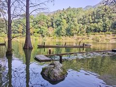-深圳仙湖植物园