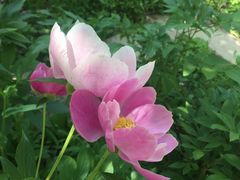 -合肥滨湖国家森林公园