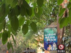 -西双版纳原始森林公园