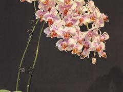 -北京植物园-展览温室