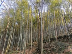 -上海佘山国家森林公园天马山园