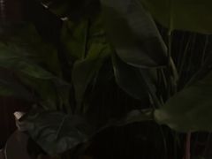 -涟LIAN·泰式按摩·MASSAGE·SPA(华强北店)