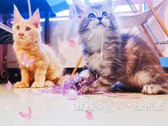 -十年猫舍·猫咪专门店(普陀店)