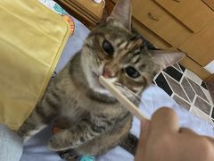 -希望动物医院(汉阳院)