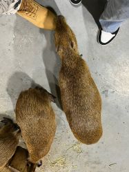 -Zoolung Zoolung动物主题公园(海信广场店)