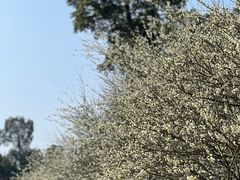 -秀丽东方
